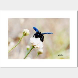 Blue Bee / Swiss Artwork Photography Posters and Art